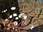 33 Erba trinita bianca (Hepatica nobilis)